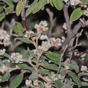 Pomaderris pallida at Calwell, ACT - 15 Aug 2015