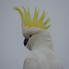 Cacatua galerita (Sulphur-crested Cockatoo) at Tuggeranong Hill - 14 Aug 2015 by michaelb