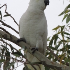 Cacatua galerita at Conder, ACT - 15 Aug 2015