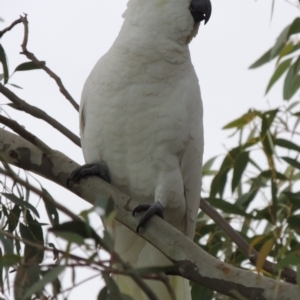 Cacatua galerita at Conder, ACT - 15 Aug 2015