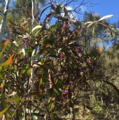 Hardenbergia violacea (False Sarsaparilla) at Majura, ACT - 16 Aug 2015 by AaronClausen