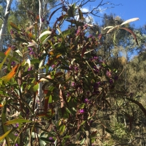 Hardenbergia violacea at Majura, ACT - 16 Aug 2015