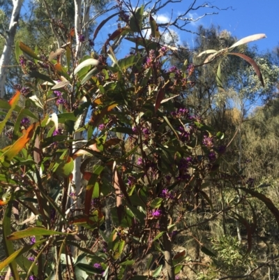 Hardenbergia violacea (False Sarsaparilla) at Majura, ACT - 16 Aug 2015 by AaronClausen