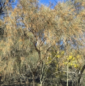 Allocasuarina verticillata at Majura, ACT - 16 Aug 2015