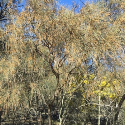 Allocasuarina verticillata (Drooping Sheoak) at Majura, ACT - 16 Aug 2015 by AaronClausen