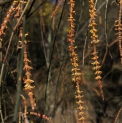 Allocasuarina verticillata at Majura, ACT - 16 Aug 2015