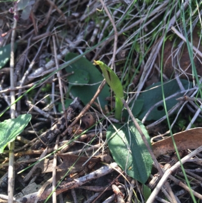 Pterostylis pedunculata (Maroonhood) at P11 - 16 Aug 2015 by AaronClausen