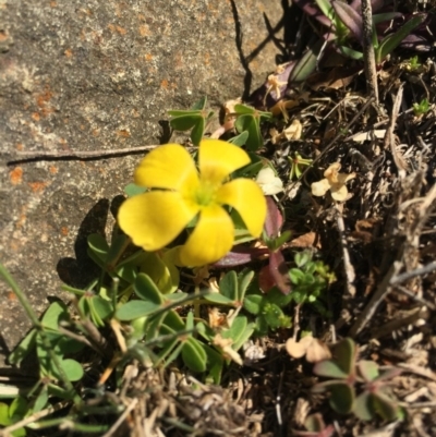 Oxalis sp. (Wood Sorrel) at P11 - 16 Aug 2015 by AaronClausen