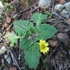 Cymbonotus sp. (preissianus or lawsonianus) (Bears Ears) at P11 - 16 Aug 2015 by AaronClausen