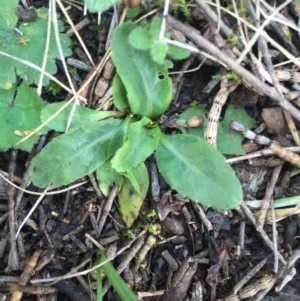 Solenogyne dominii at Canberra Central, ACT - 16 Aug 2015