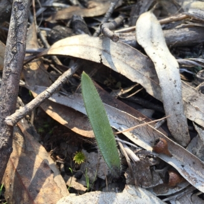 Caladenia actensis (Canberra Spider Orchid) at Canberra Central, ACT - 16 Aug 2015 by AaronClausen