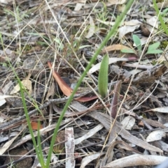 Caladenia actensis at suppressed - 16 Aug 2015