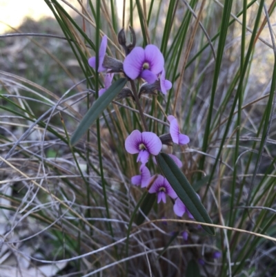 Hovea heterophylla (Common Hovea) at Canberra Central, ACT - 16 Aug 2015 by AaronClausen