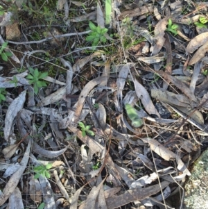 Caladenia actensis at suppressed - 16 Aug 2015