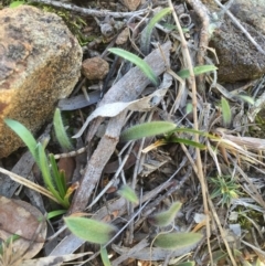 Caladenia actensis (Canberra Spider Orchid) at Hackett, ACT - 16 Aug 2015 by AaronClausen