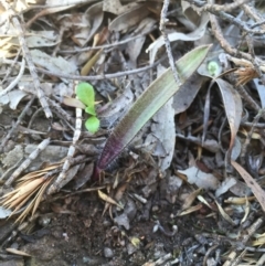 Caladenia actensis at suppressed - suppressed