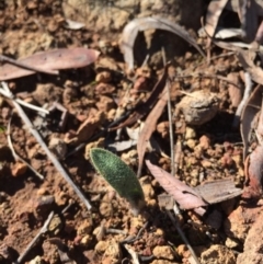 Caladenia actensis at suppressed - suppressed
