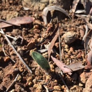 Caladenia actensis at suppressed - 16 Aug 2015