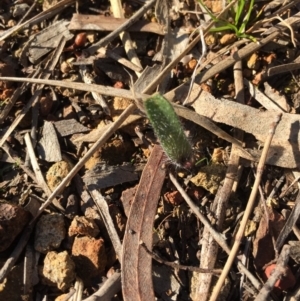 Caladenia actensis at suppressed - 16 Aug 2015