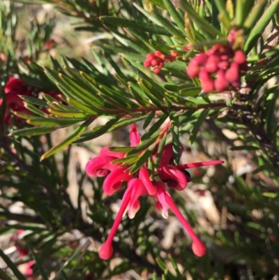 Grevillea Canberra Gem (Grevillea rosmarinifolia x juniperina (Hybrid)) at Hackett, ACT - 16 Aug 2015 by AaronClausen