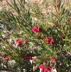 Grevillea "Canberra Gem" at Hackett, ACT - 16 Aug 2015 03:27 PM