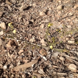 Acacia gunnii at Farrer, ACT - 16 Aug 2015