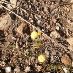 Acacia gunnii at Farrer, ACT - 16 Aug 2015