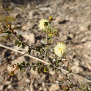 Acacia gunnii at Farrer, ACT - 16 Aug 2015