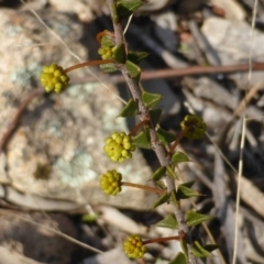 Acacia gunnii at Farrer, ACT - 16 Aug 2015