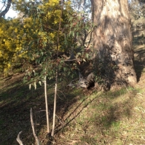 Brachychiton populneus subsp. populneus at Farrer, ACT - 16 Aug 2015 04:10 PM