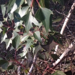 Brachychiton populneus subsp. populneus at Farrer, ACT - 16 Aug 2015 04:10 PM