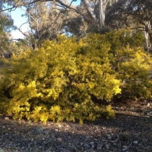 Acacia cardiophylla at Farrer, ACT - 16 Aug 2015