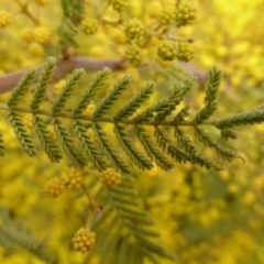 Acacia cardiophylla at Farrer, ACT - 16 Aug 2015