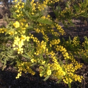 Acacia decurrens at Farrer, ACT - 16 Aug 2015