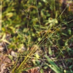 Panicum effusum (Hairy Panic Grass) at Greenway, ACT - 14 Jan 2007 by MichaelBedingfield