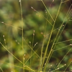 Panicum effusum (Hairy Panic Grass) at Conder, ACT - 23 Jan 2007 by MichaelBedingfield