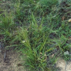 Panicum effusum (Hairy Panic Grass) at Bonython, ACT - 17 Feb 2007 by MichaelBedingfield