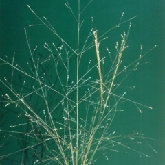 Panicum effusum (Hairy Panic Grass) at Banks, ACT - 29 Jan 2007 by MichaelBedingfield