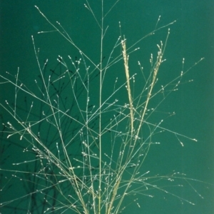 Panicum effusum at Banks, ACT - 29 Jan 2007