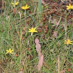 Hypoxis hygrometrica (Golden Weather-grass) at Rob Roy Spring 1(M) - 24 Nov 2014 by member211