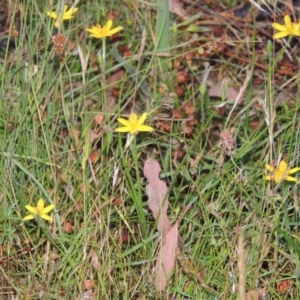 Hypoxis hygrometrica at Rob Roy Spring 1(M) - 24 Nov 2014 07:50 PM