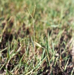 Paspalum distichum (Water Couch) at Tennent, ACT - 14 Feb 2005 by michaelb