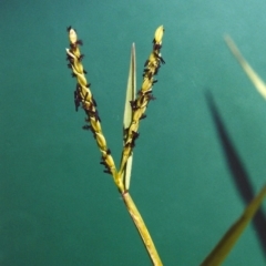 Paspalum distichum (Water Couch) at Bonython, ACT - 6 Feb 2007 by michaelb