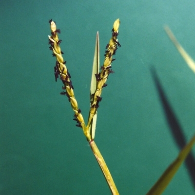 Paspalum distichum (Water Couch) at Bonython, ACT - 7 Feb 2007 by MichaelBedingfield