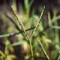 Paspalum distichum (Water Couch) at Greenway, ACT - 27 Mar 2007 by MichaelBedingfield