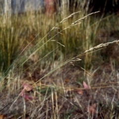 Poa labillardierei (Common Tussock Grass, River Tussock Grass) at Greenway, ACT - 13 Feb 2007 by michaelb