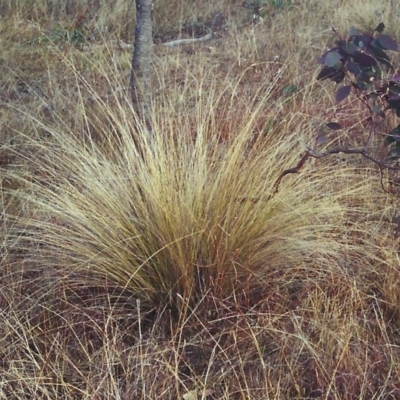 Poa labillardierei (Common Tussock Grass, River Tussock Grass) at Tuggeranong DC, ACT - 14 Jun 2001 by michaelb