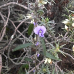 Hovea heterophylla (Common Hovea) at Majura, ACT - 17 Aug 2015 by SilkeSma