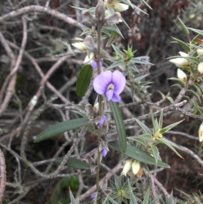 Hovea heterophylla (Common Hovea) at Majura, ACT - 17 Aug 2015 by SilkeSma