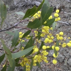 Acacia pycnantha (Golden Wattle) at Majura, ACT - 16 Aug 2015 by SilkeSma